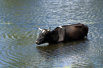 Image showing Bull in a pond
