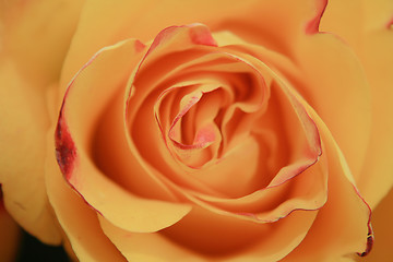 Image showing rose background