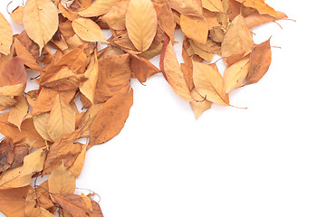 Image showing autumn leaves