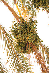 Image showing date palm tree