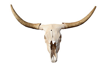 Image showing skull isolated