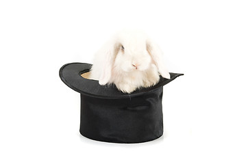Image showing rabbit at black hat