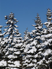 Image showing winter fir trees