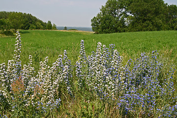 Image showing estonian summer