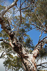 Image showing eucalyptus tree