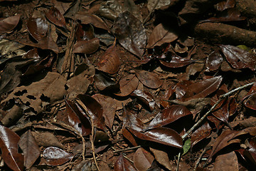 Image showing forest ground