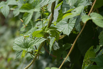 Image showing Hops