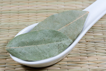 Image showing laurel leaves