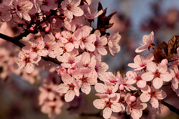 Image showing Flowers marking the arrival of the spring season