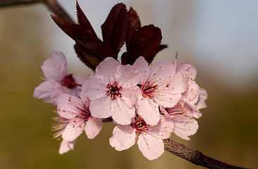 Image showing Flowers marking the arrival of the spring season