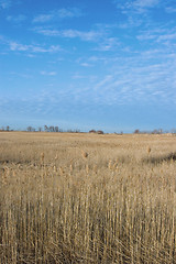 Image showing Dry Land