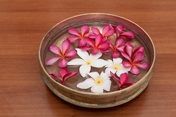 Image showing Frangipani