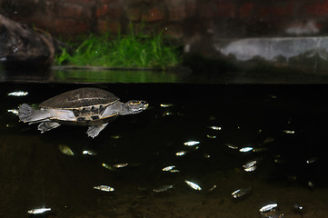 Image showing Turtle