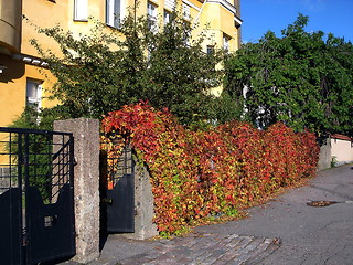 Image showing Fence from red leaves