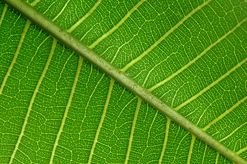 Image showing Leaf