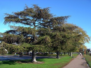 Image showing City old larches