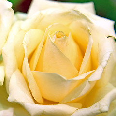 Image showing Beautiful yellow roses