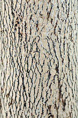 Image showing Bark