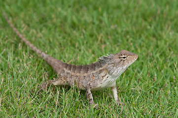 Image showing Garden Lizard