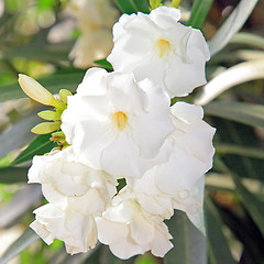 Image showing Spring flowers