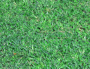 Image showing Green grass