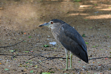 Image showing Night Heron