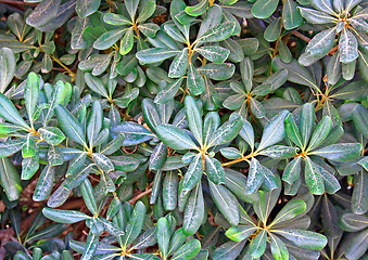 Image showing Spring green leafs