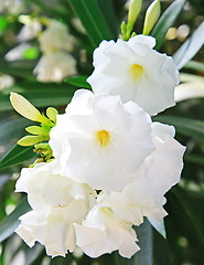 Image showing Spring flowers