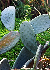 Image showing Green cactus