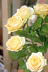 Image showing Beautiful yellow roses