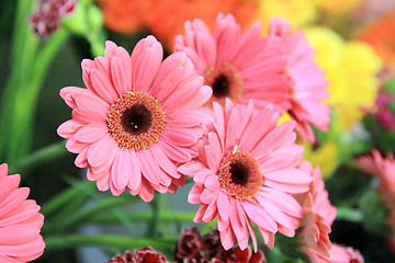 Image showing the beauty flowers