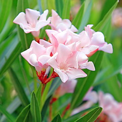 Image showing Spring flowers