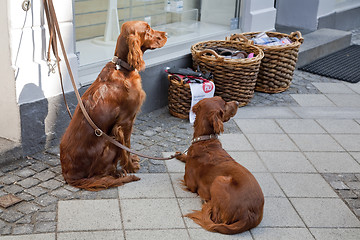 Image showing Two Irish Setters