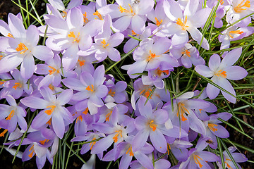 Image showing Crocus Flowers