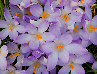 Image showing Crocus Flowers