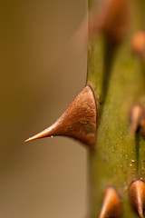 Image showing Rose prickle