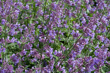 Image showing catnip