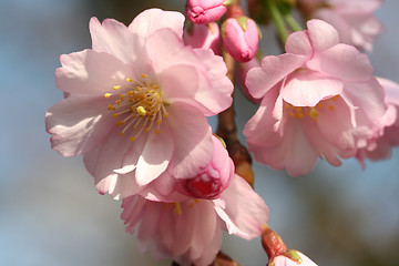 Image showing cherry blossom