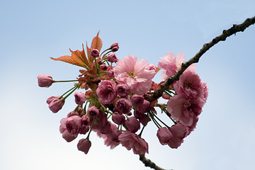 Image showing cherry blossom