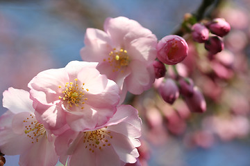 Image showing cherry blossom