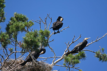Image showing cormorant