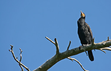 Image showing cormorant