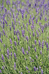 Image showing lavender