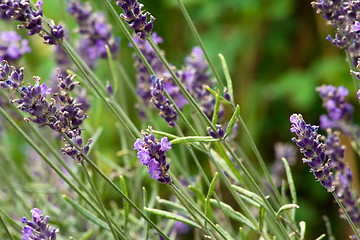 Image showing lavender