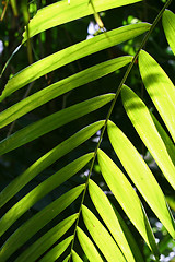 Image showing palm leaf