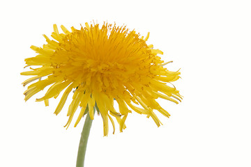 Image showing dandelion