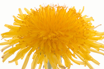 Image showing dandelion