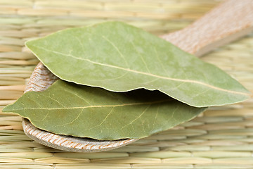 Image showing laurel leaves