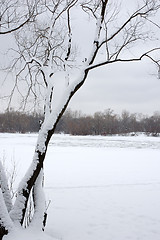 Image showing Winter tree 1