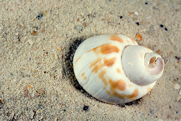 Image showing shell